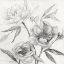 Picture of LINEN PEONY SKETCH II