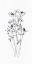 Picture of WILDFLOWERS SKETCH I