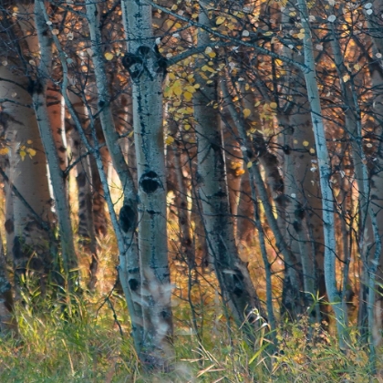 Picture of FALL BIRCH I