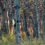 Picture of FALL BIRCH I