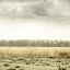 Picture of MEADOWLAND