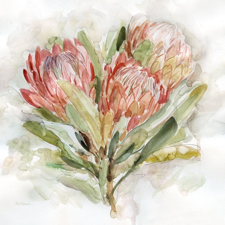 Picture of PALE PROTEA II