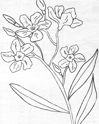 Picture of BOTANICAL SKETCH II