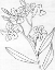 Picture of BOTANICAL SKETCH II