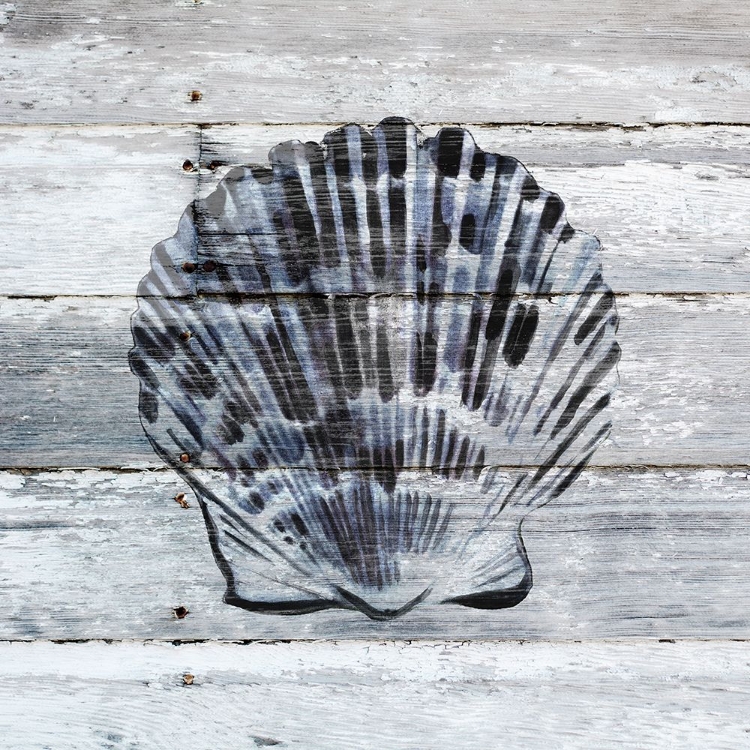 Picture of BLUE SCALLOP