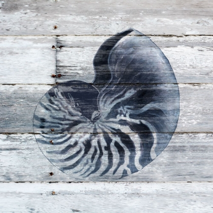 Picture of BLUE NAUTILUS