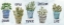 Picture of POTTED INSPIRATIONS