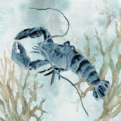 Picture of NAVY LOBSTER