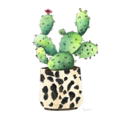 Picture of SPOTTED CACTUS