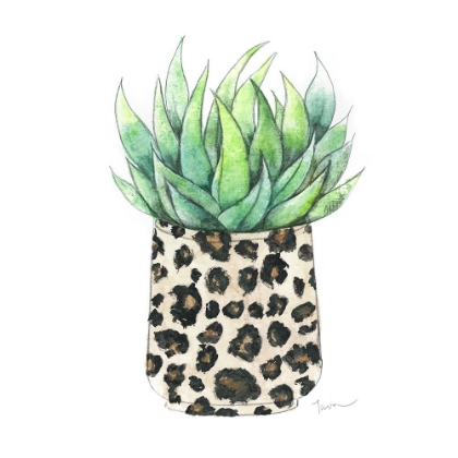 Picture of SPOTTED AGAVE