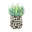Picture of SPOTTED AGAVE