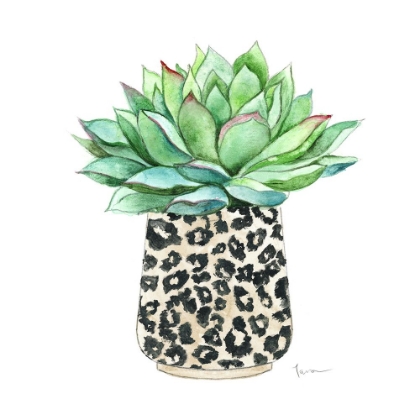 Picture of SPOTTED SUCCULENT