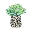 Picture of SPOTTED SUCCULENT