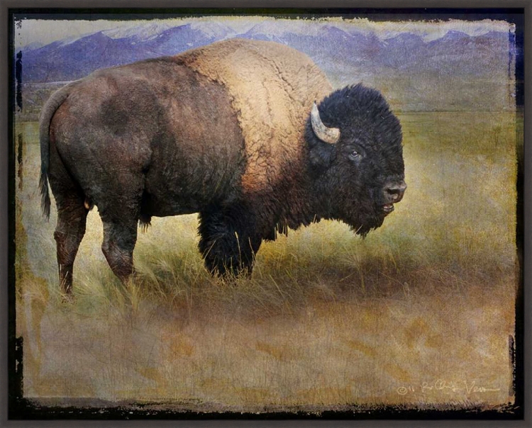 Picture of Bison Portrait II by Chris Vest