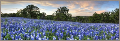 Picture of Bluebonnet Pano From San Saba by Rob Greebon