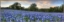 Picture of Bluebonnet Pano From San Saba by Rob Greebon