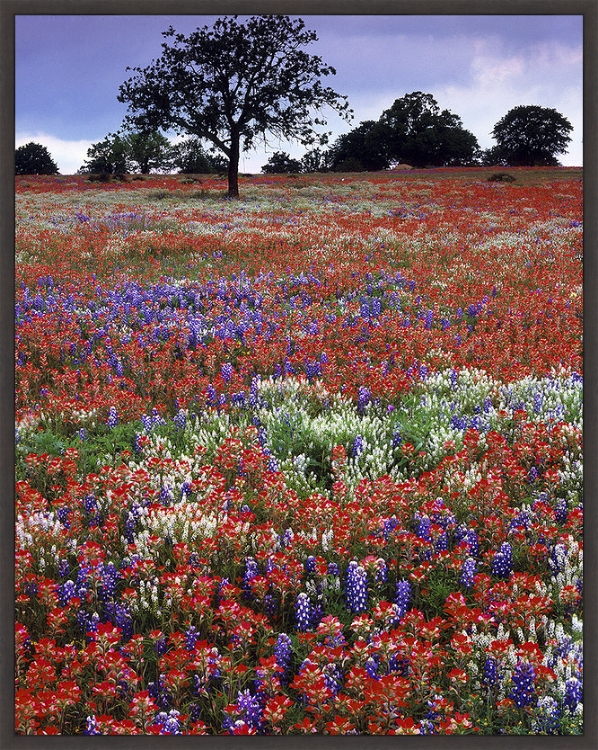 Picture of Spring Flowers by Richard Reynolds