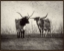 Picture of Texas Longhorns by Debra Van Swearingen