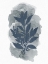 Picture of LEAF SILHOUETTE 1