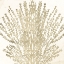 Picture of SAND CORAL 2