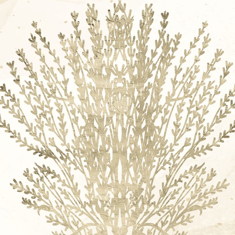 Picture of SAND CORAL 2