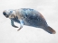 Picture of SWIMMING MANATEE