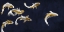 Picture of KOI POND