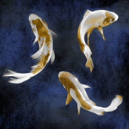 Picture of KOI ON BLUE I