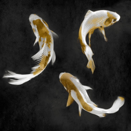 Picture of KOI GOLD ON BLACK I