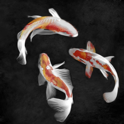 Picture of KOI ON BLACK I