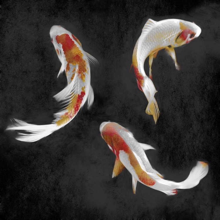 Picture of KOI ON BLACK II