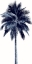 Picture of PALM TREE BLUE I