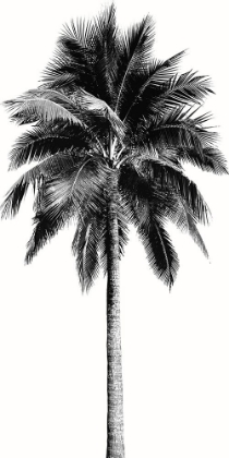 Picture of PALM TREE I