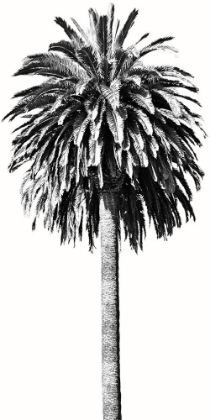 Picture of PALM TREE II