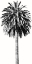 Picture of PALM TREE II