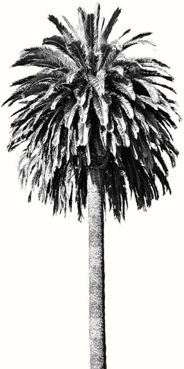 Picture of PALM TREE II