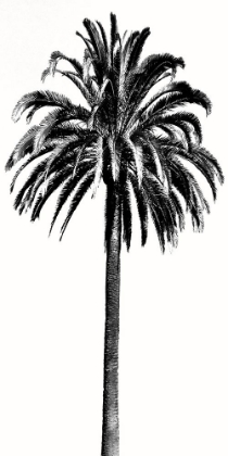 Picture of PALM TREE III