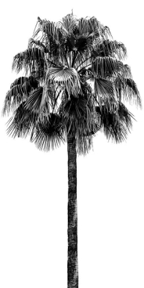 Picture of PALM TREE IV