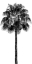 Picture of PALM TREE IV