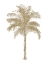 Picture of PALM NATURAL II