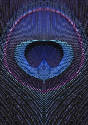 Picture of PEACOCK FEATHER PORTRAIT