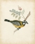 Picture of DELICATE BIRDS V