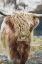Picture of ANGUS