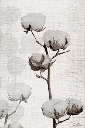 Picture of COTTON STEM 1