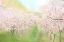 Picture of SPRINGTIME FARM