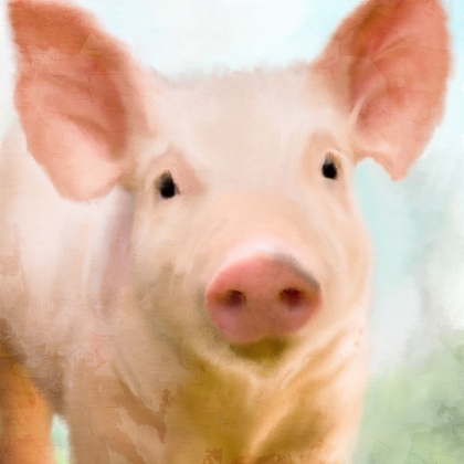 Picture of BABY PIG