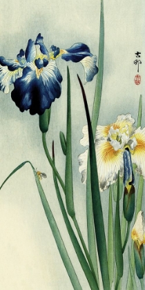 Picture of IRISES