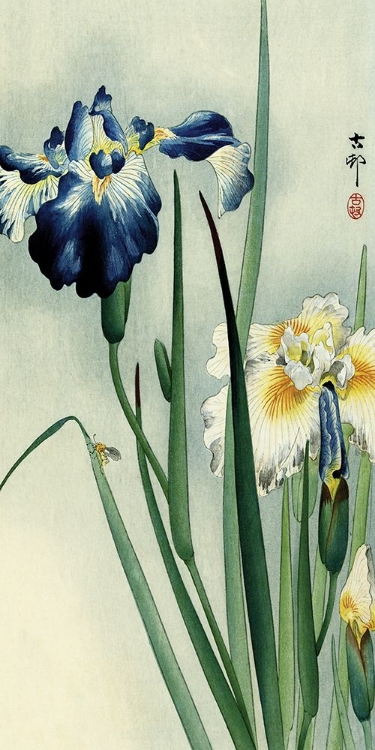 Picture of IRISES