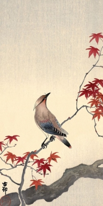 Picture of JAPANESE WAXWING ON MAPLE