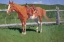 Picture of HORSE STUDY-WYOMING